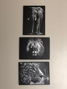 帕拉马里博Luxe appartementen Paramaribo Noord的墙上四幅动物照片
