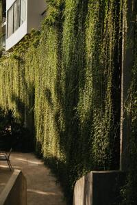 暹粒Hotel Vellita Siem reap的建筑旁的绿色常春藤覆盖的墙