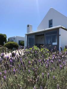 雅可布湾Tern Beach Studio的一座房子前面的紫色花田