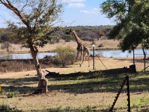 Dinokeng Game ReserveWild and Water Dinokeng的长颈鹿在树旁的田野里散步