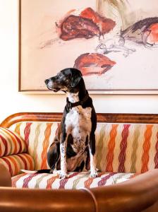 格拉茨Schlossberghotel的坐在沙发上的小狗