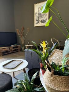尼姆Les Copains d'Abord的客厅里种满了植物,配有电视