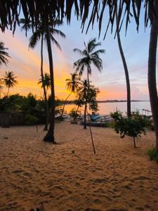 阿鲁甘湾Ocean Vibe Srilanka的棕榈树和日落海滩