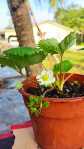 巴西富地Nik Legacy Homestay的花盆中花白的植物