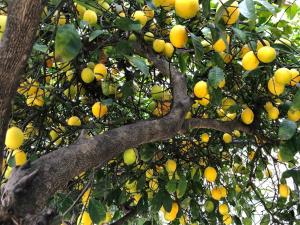 奥克兰Victorian Oasis: Charm & Convenience Near Lake Merritt的树上满是柠檬