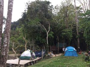 考索Khaosok August Freedom Camp的一群在树丛中的帐篷