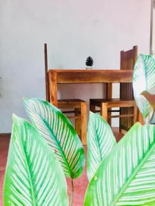 阿杭格默Ostello Surf Resort的一群绿色植物在房间里
