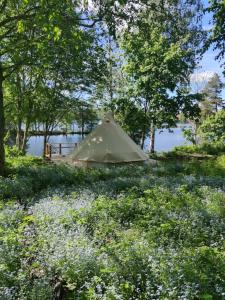 萨里耶尔维Ruustinnan telttamajoitukset的花田中间的帐篷