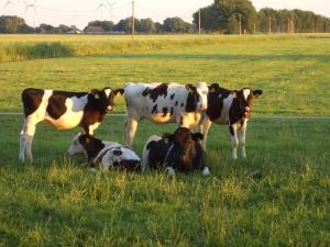 AltfunnixsielFerienhof Mittag的一群站在田野上的牛