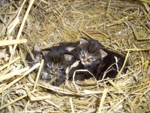 AltfunnixsielFerienhof Mittag的放入一堆干草中的三只小猫