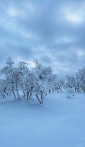 萨利色尔卡Siulanlumo的一群被雪覆盖在田野中的树木