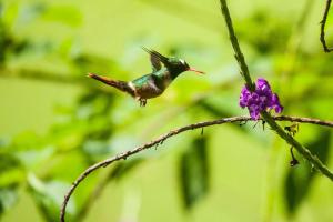 曼努埃尔安东尼奥Arenas Del Mar Beachfront & Rainforest Resort Member of the Cayuga Collection的一只蜂鸟飞过紫色的花朵