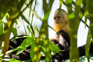 曼努埃尔安东尼奥Arenas Del Mar Beachfront & Rainforest Resort Member of the Cayuga Collection的坐在树顶上的猴子