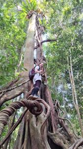 武吉拉旺Batu Kapal Guest House的儿童爬上丛林中的树