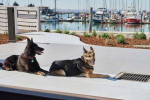 伯克利DoubleTree by Hilton Hotel Berkeley Marina的两只狗坐在码头附近的人行道上