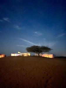 LompoulCamp Rêve de Nomade的夜色中沙漠中的一棵树