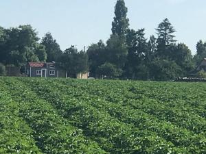 Boissy-sur-DamvilleTiny house à la ferme près Paris et center parcs.的一片大豆田,有房子在后面