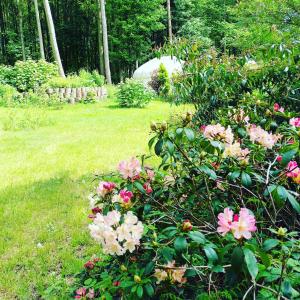 东迪勒姆Gingerbread Cottage Yurts的院子里的灌木丛,花粉红色