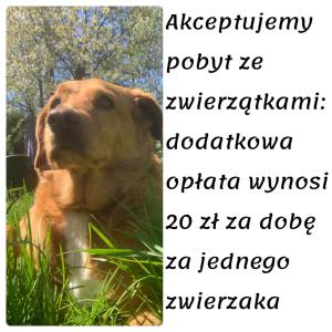 米尔科Domki całoroczne - u Ptaka - Miłków的一只狗坐在草地上