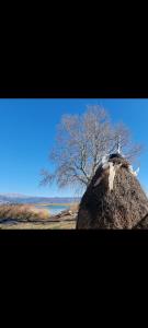 TaleGuesthouse Gjegji的鸟坐在岩石上,树上