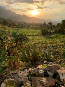 SantandercitoTARAHARA salud y bienestar的一片种有植物和岩石的田野,日落