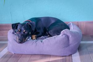 福尔图纳Argdivan Hostel的一只黑色狗躺在紫色的狗床上