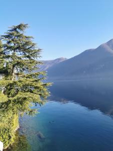 刚德里亚Casetta vista lago con giardino Gandria的坐在湖边的树