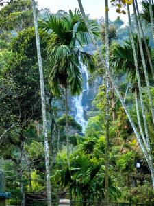 埃拉Cozy Homestay Waterfall Road Ella的棕榈树丛林中的瀑布