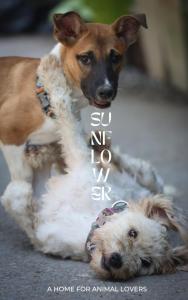 丽贝岛Sunflower Guesthouse and Animal Rescue - Koh Lipe的两条狗彼此站在一起