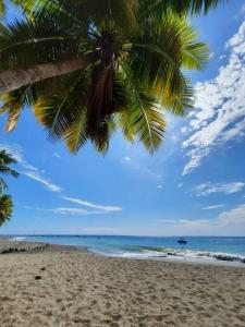 勒卡尔贝Ti Sicriers Carbet的海滩上的棕榈树与大海