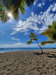 勒卡尔贝Ti Sicriers Carbet的棕榈树在沙滩上与大海