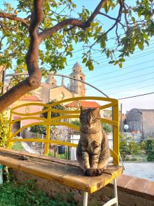 博尔焦韦雷齐A Carubba du Bungiurnu的坐在树下长凳上的猫