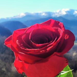 莫科斯吉拉博特Gite La Grangette de Pauline的红玫瑰,有山的背景
