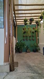 CorrentinaStudio Aconchego Correntina的绿墙上栽有盆子的房间里