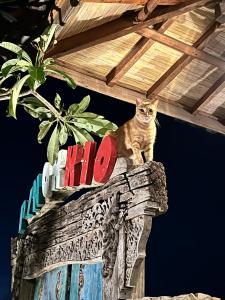 乌干沙PINOKKIO B&B Restaurant的坐在建筑物顶部的猫