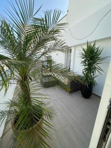 卡萨布兰卡Central, terrasse, confortable - Bleue résidence的庭院内两棵棕榈树,盆栽