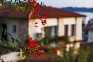 卡斯Luna Kaş的红花在房子前面的枝子
