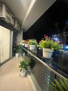 头顿Premium 2pn The Sóng 5 Sao Homestay Khánh Vân的阳台上一排盆栽植物