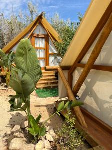 加的斯BOHO GLAMPING CONIL的前面有种绿色植物的小房子