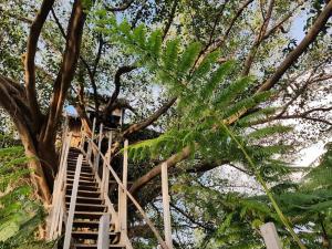 White SandsTanna Eagle twin volcano view tree house的树,有楼梯,通往树