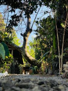 圣胡安拉拉古纳Posada Maná的树躺在房子的一侧