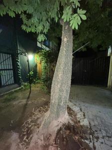 门多萨La posada del Colibrí的夜中街道上的一棵树