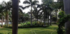克久拉霍The Baagh Jungle Resort的棕榈树公园和长凳