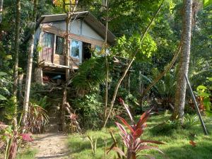 Sungaipisang苏门答腊生态小屋的森林中的一个树屋