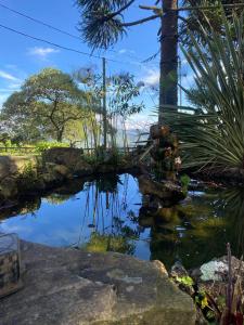 CristinaSítio paiol Velho的棕榈树花园中的池塘