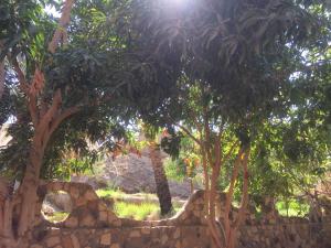 BawatiNew Oasis的石墙后面的一群树木