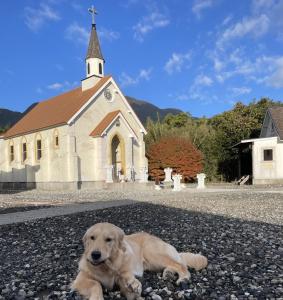 屋久岛莫瑞诺考卡吉小屋旅馆的躺在教堂前的狗