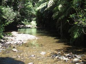 Parapara Woodland eco retreat的树林中一条有树木的河流