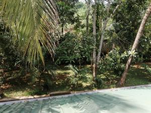 马特莱Geeth Lanka River Resort的一座树木繁茂的花园中的空游泳池