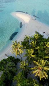 OmadhooHudhuvelimaldives的棕榈树海滩的空中景致